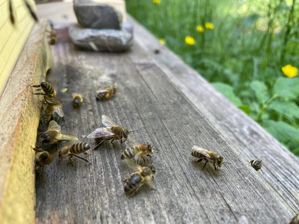 Hilcona lässt heuer über 100.000 Demeter Bienen fliegen